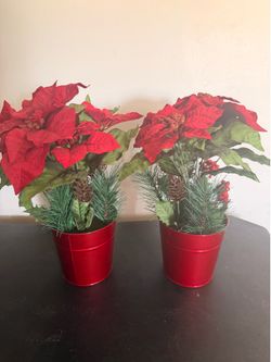 Poinsettia plants
