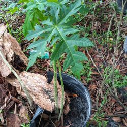 2 Papaya Tree Plants