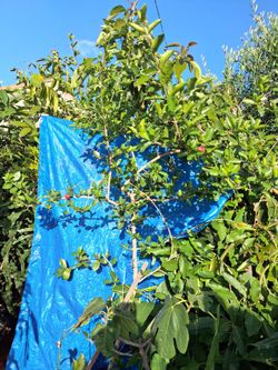 Barbados Cherry mature tree with fruits and flowers