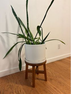 Snake Plant w Pot