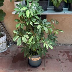 Dwarf Umbrella Tree