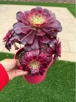 Cluster aeonium Medusa