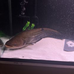 90g fish tank