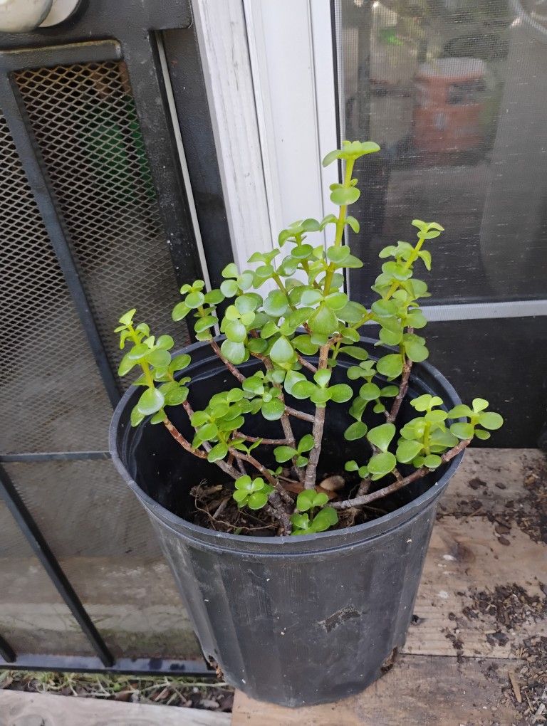 Jade Plant