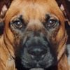 Buster Brown