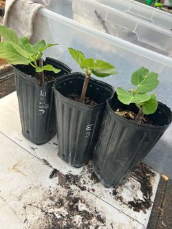 White Marseilles and Italian Honey fig trees