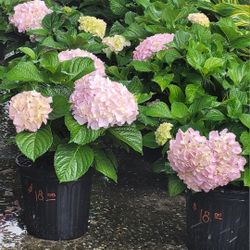 Hydrangeas 