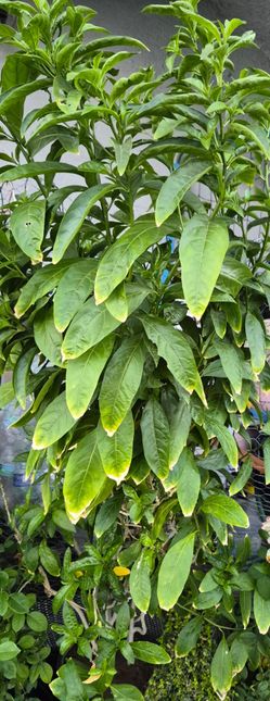 Plant (huele de noche)