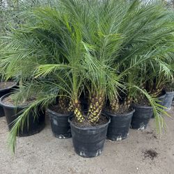 17” Pygmy Date Palm