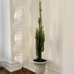 Tall Cactus (African Milk Tree) Plant With Pot