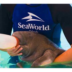 SeaWorld 2 Tickets