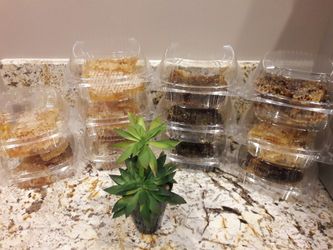 Tengo miel en penca y en bote