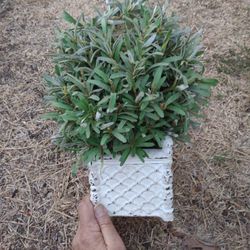 Fake Plant Older Clay Pot 