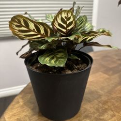 Peacock Calathea Plant in 6” Plastic Pot