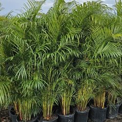 Arecas Tall Full Green  Fertilized  Ready For Planting Instant Privacy Hedge  Same Day Transportation 