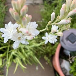 Flowering Tuberose Plant. Last 3 Pots