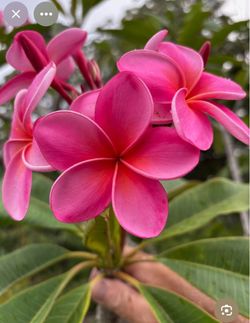 Plumeria cutting