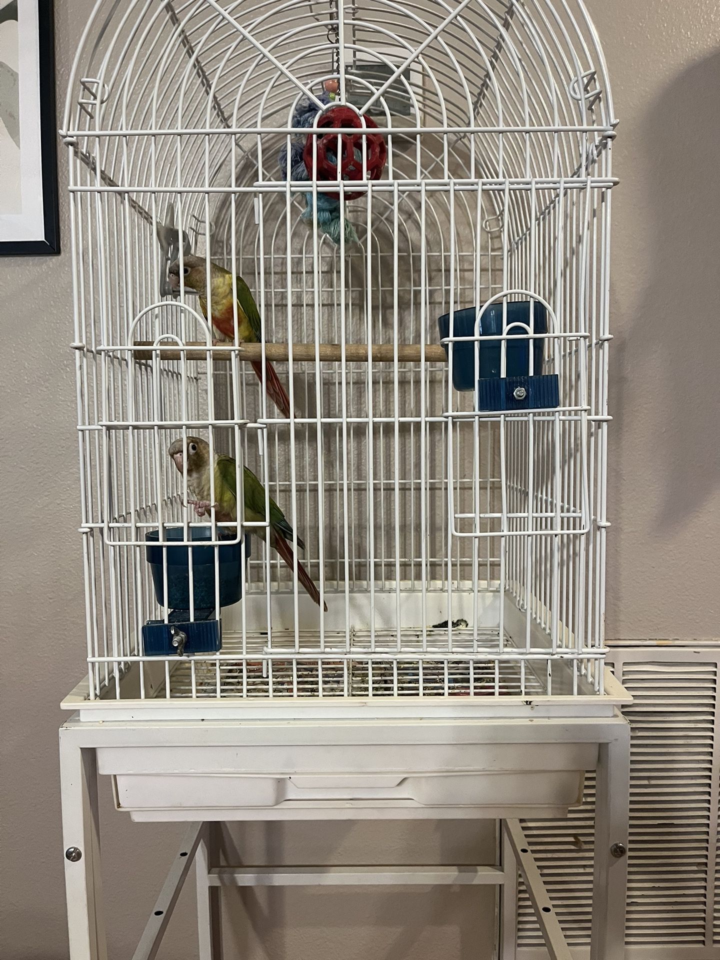 Green conures With Cage