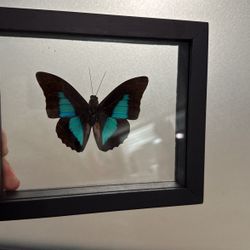 Black Framed Butterfly 