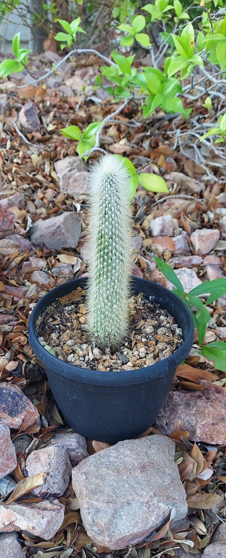 Living Plant 🌱10"H Cleistocactus 'Red Flowers' (Symbolize Endurance, Resilience, and Protection) on 5"H Black Pot ::: Outdoor