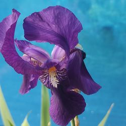 Iris Plamts