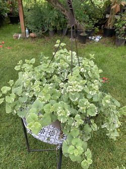 Outdoor Plant
