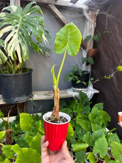 Elephant Ear Starter Plants 🌱