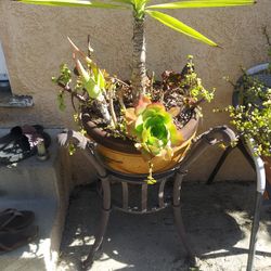 Plants For Sale