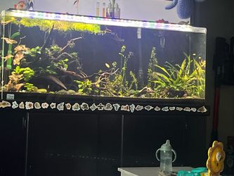 55 gal acrylic aquarium