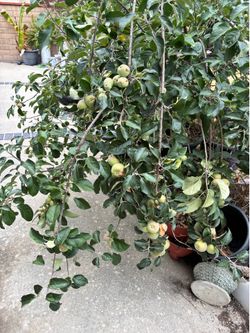 Beautiful Gala Apple Tree in a Pot
