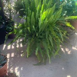 Fern Great Condition Plus Lily