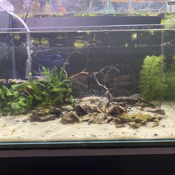 5 Gallon Planted Fish Tank Aquarium 