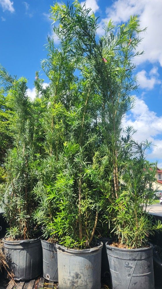 Beautiful Podocarpus Plants For Inmediate Privacy!!! 6 Feet Tall!  Fertilized
