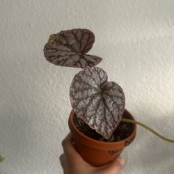Begonia