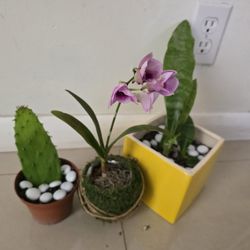 3 natural plants: 1 cactus, 1 snake plant, and 1 orchid