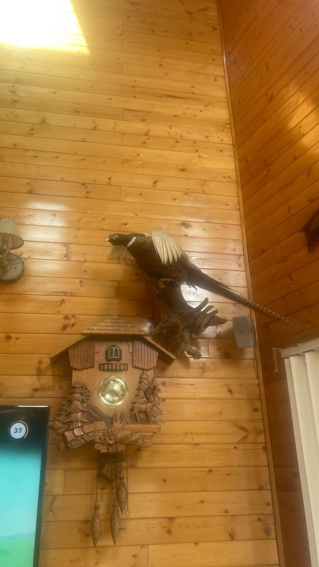Pheasant Taxidermy