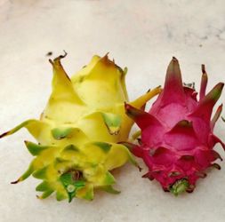 Dragon fruit plant