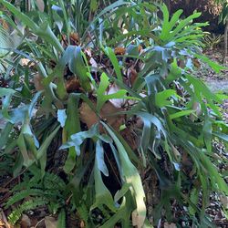 Elkhorn fern Plant Tree