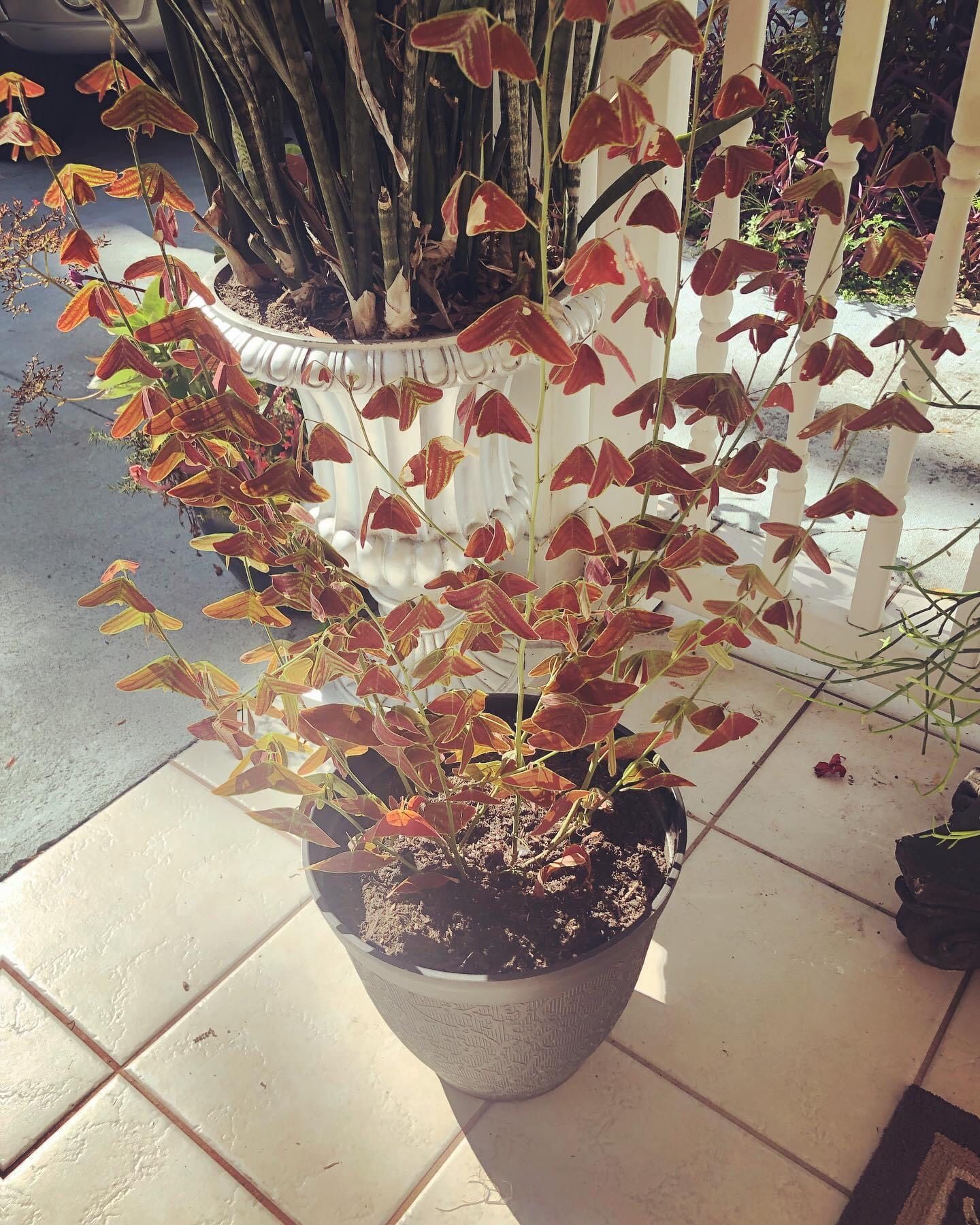 CHRISTIA OBCORDATA - 6”