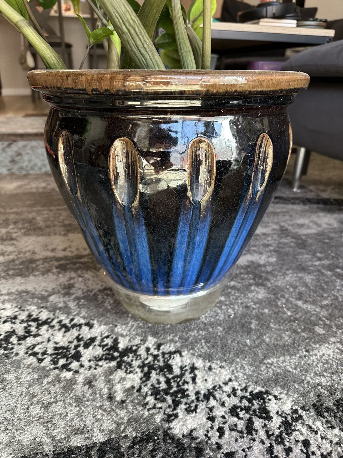 Big Blue/black Ceramic Pot w/ Free ZZ Plant