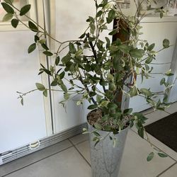 Galvanized Plant Canister 