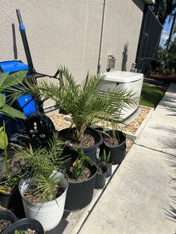 Tropical Plants- Various