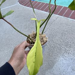 Philodendron Joepii Variegated Top Cut Rooted 