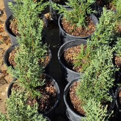 Italiano Cypress Pines 1gallon 