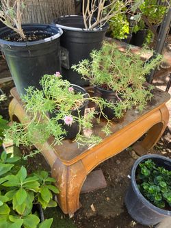 Moss rose plants
