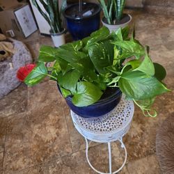 Pothos In Heavy 8in  ceramic pot That Was Repaired With Gorilla Glue