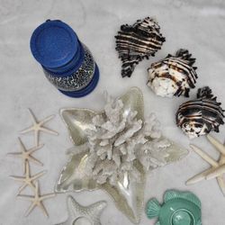 Coastal Nautical Large Decor Lot. Genuine Sea Shells. 