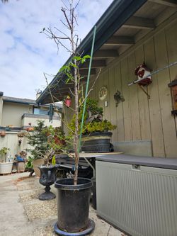 Donut Peach Tree (Flat Peach) – Yellow Fruit – Approx. 9ft Tall – 15 Gallon Pot