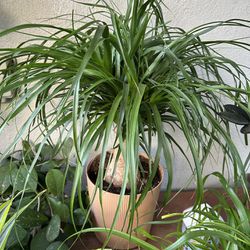 Pata De Elefante 🐘 Plants Indoor $50 More Plants Differents Prices