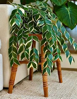 Hoya Polyneura Albo